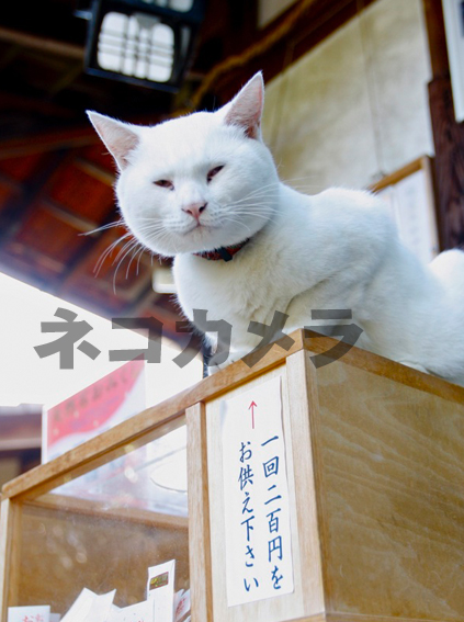 二百円をお供え下さい