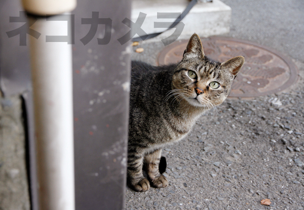 こんにちは