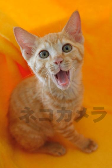 今日は猫の日（大事な事なので二度言う）