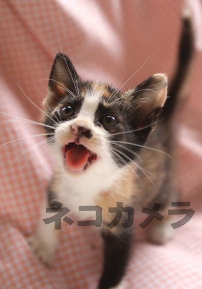 猫の日だよー