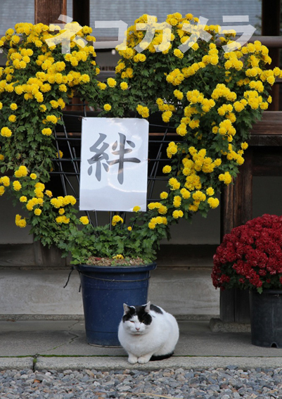 きずにゃ