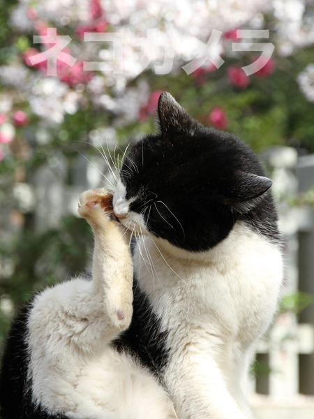 猫の日SP