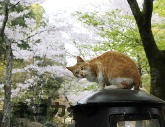 特等席だね〜