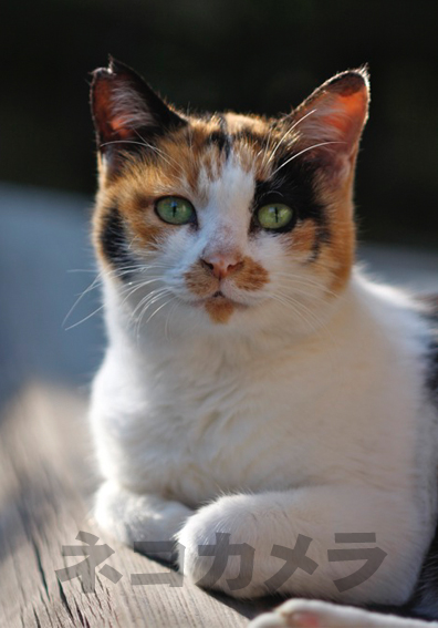 美猫三毛