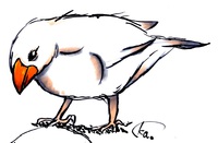 文鳥