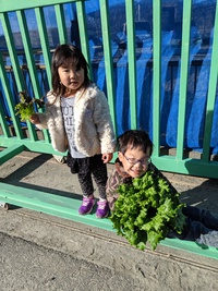 野菜収穫体験のお客様
