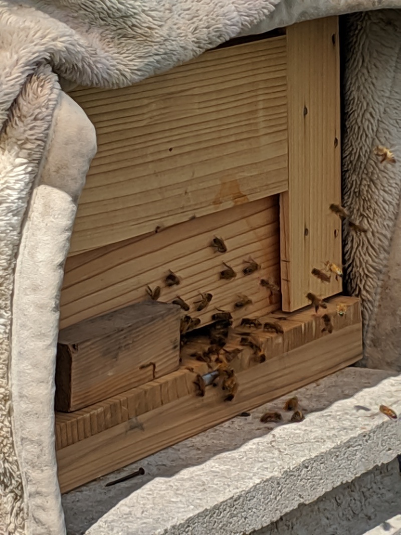 ミツバチが動き始めました