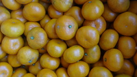 農薬も肥料も使わない青島みかん　年末特別３割引セール