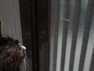 飼い猫に噛まれる。。。