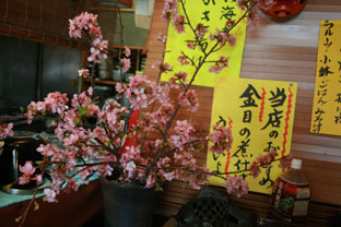 桜の苗木1本１０００円ちょい★