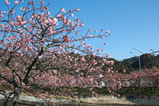 河津の早桜♪