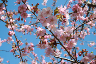 河津の早桜♪