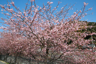 河津の早桜♪