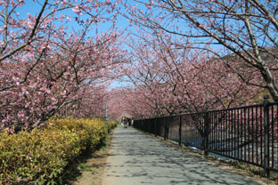 河津の早桜♪