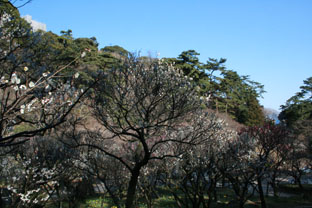熱海の梅園