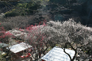 熱海の梅園