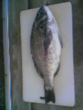 大物釣れました