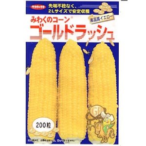 スイートコーン発芽