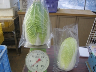 白菜