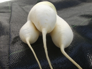 三つ又