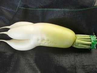 三つ又