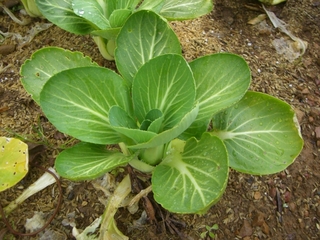 チンゲン菜