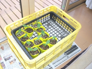 成長中