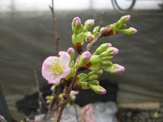 桜