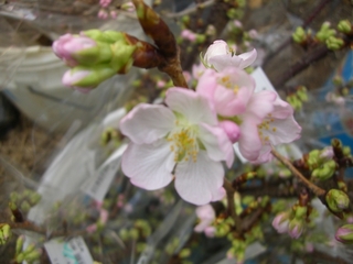 桜