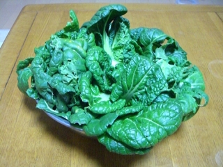 ビタミン菜