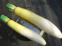 大根