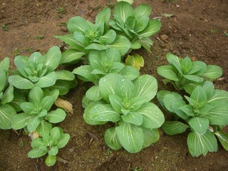 チンゲン菜のつぼみ