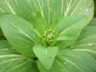 チンゲン菜のつぼみ
