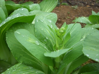 チンゲン菜のつぼみ