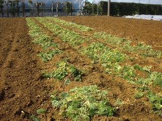 冬の野菜　終了