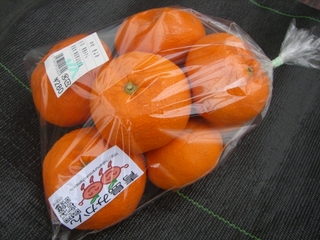 青島みかん初出荷