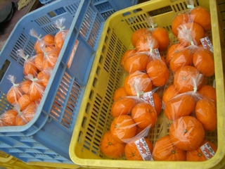 青島みかん初出荷
