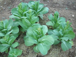 チンゲン菜が開花しそう。