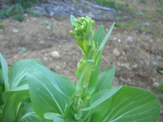 チンゲン菜が開花しそう。