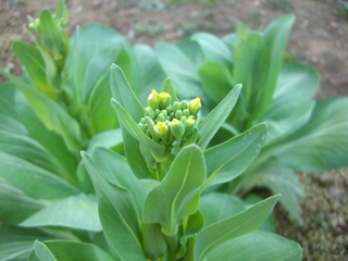 チンゲン菜が開花しそう。