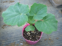 カボチャの定植 2012/03/16 19:09:23