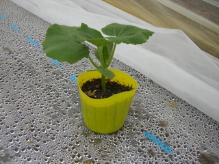 カボチャの定植