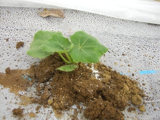 カボチャの定植