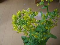 その後のチンゲン菜 2012/03/20 17:37:18