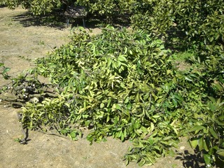 ミカンの剪定おわり。