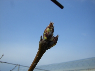 梨の新芽