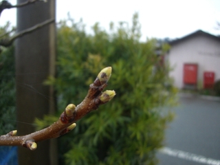 柿の新芽
