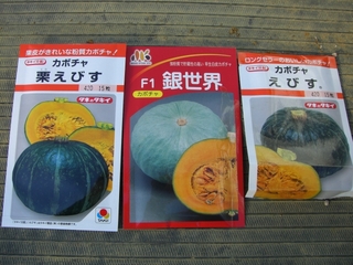 カボチャの種蒔き