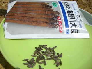 ゴボウの種蒔き