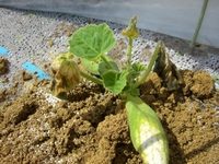 定植後のカボチャ 2012/03/31 12:32:04